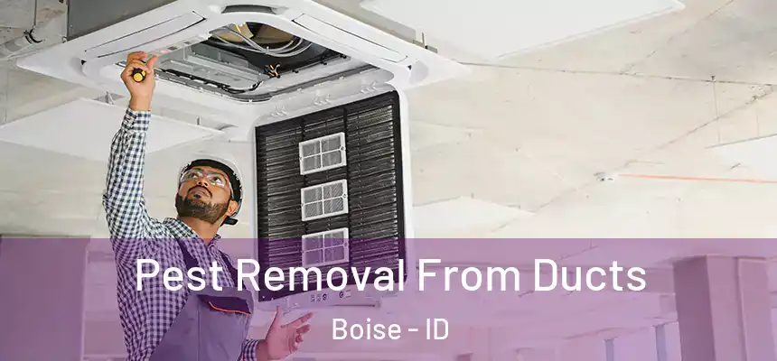  Pest Removal From Ducts Boise - ID